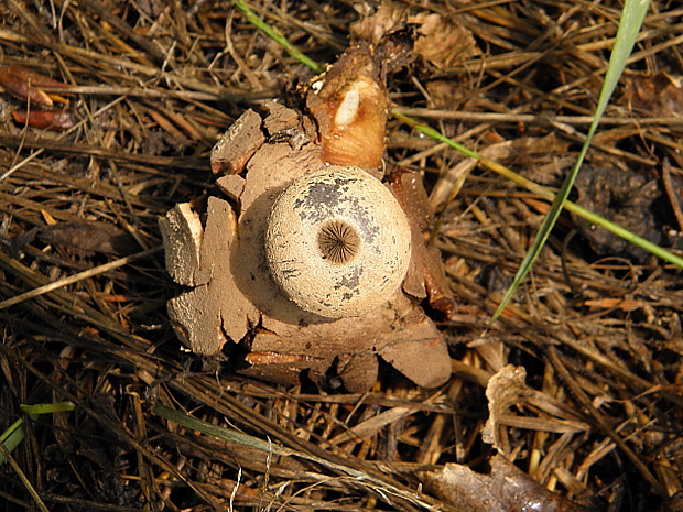 hviezdovka golierikovitá Geastrum striatum DC.