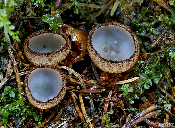 humária polguľovitá Humaria hemisphaerica (F.H. Wigg.) Fuckel