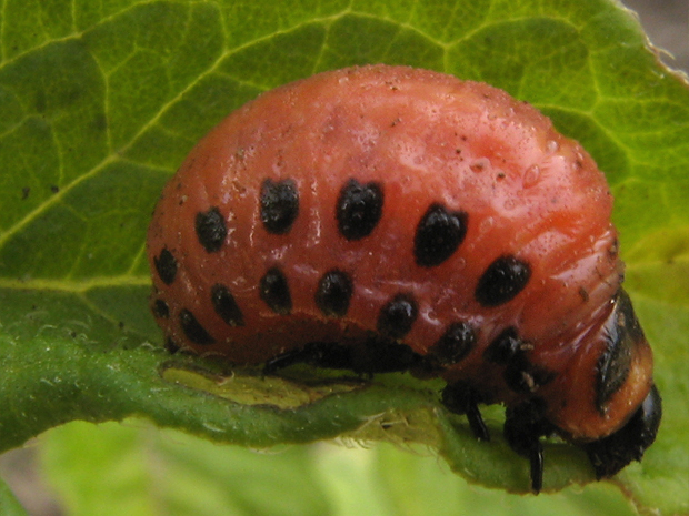 pásavka zemiaková - larva Leptinotarsa decemlineata