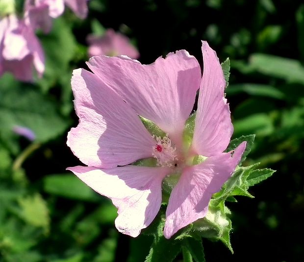 slez pižmový Malva moschata L.