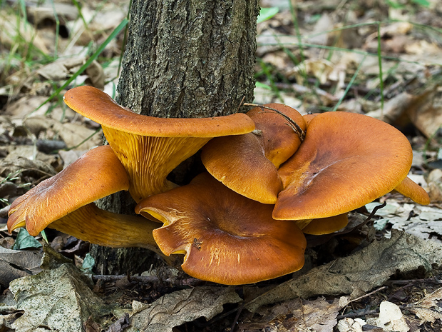 kališník hnedooranžový Omphalotus olearius (DC.) Singer