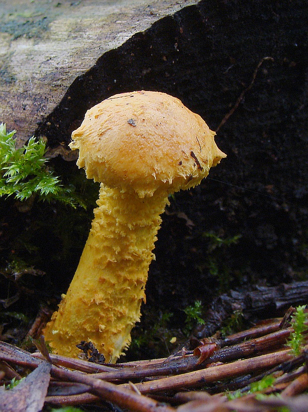 šupinovka Pholiota sp.