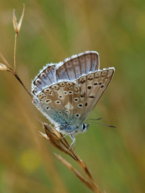 modráčik vikový Polyommatus coridon