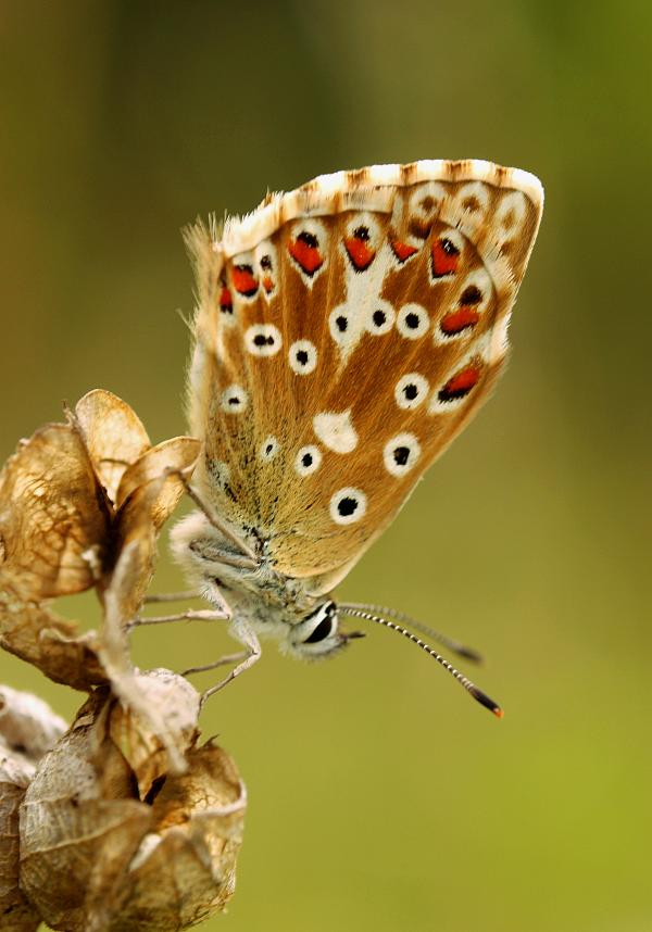 modráčik vikový Polyommatus coridon