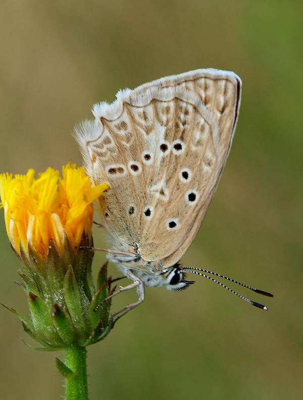 modráčik hnedoškvrnný Polyommatus daphnis