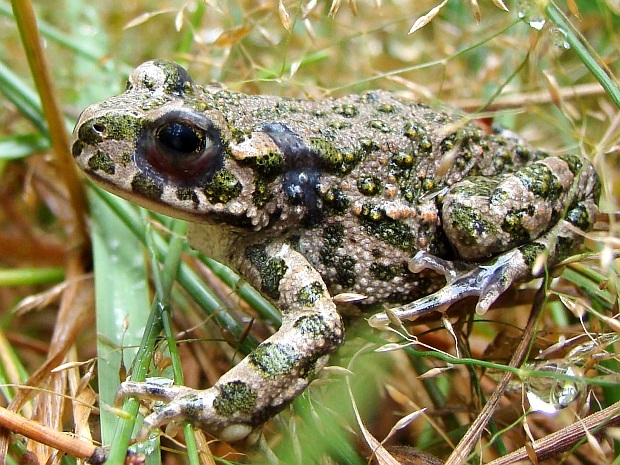 ropucha zelená Pseudepidelea viridis