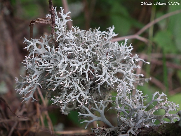 pakonárnik otrubový Pseudevernia furfuracea var. furfuracea (L.) Zopf