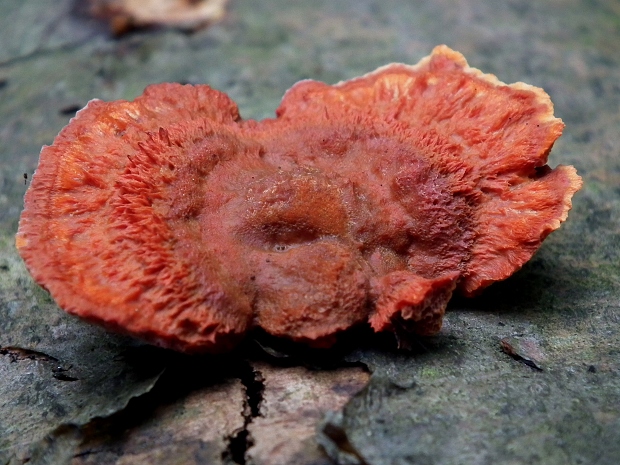 červenica rumelková Pycnoporus cinnabarinus (Jacq.) P. Karst.