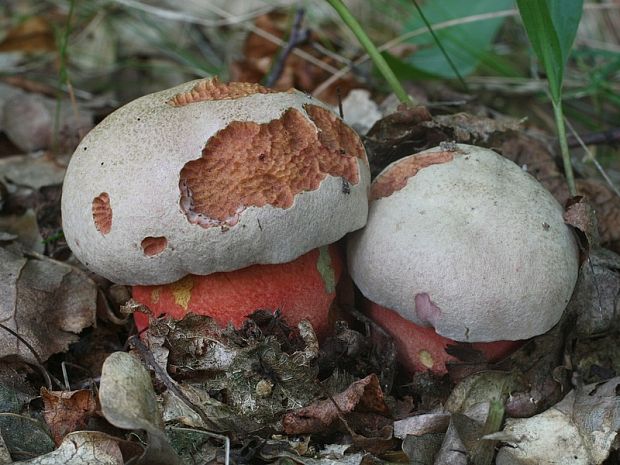 hríb Le Galovej Rubroboletus legaliae (Pilát & Dermek) Della Maggiora & Trassin.