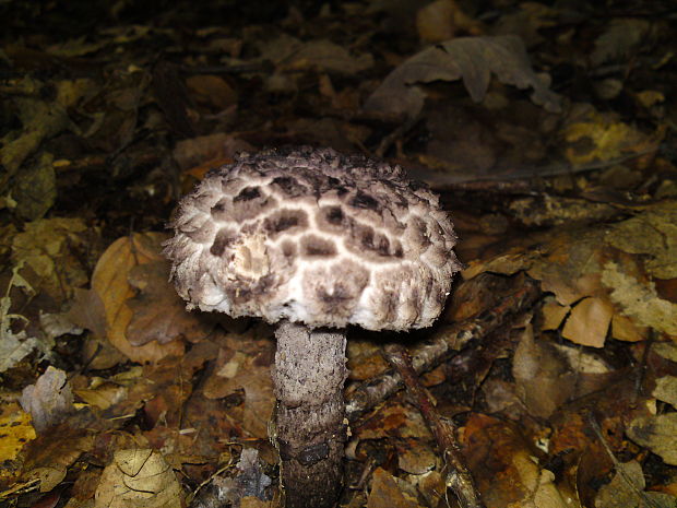 šiškovec šupinatý Strobilomyces strobilaceus (Scop.) Berk.