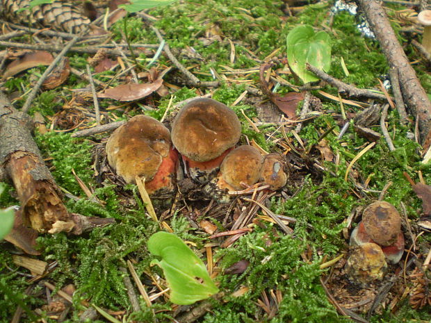 hríb zrnitohlúbikový Sutorius luridiformis (Rostk.) G. Wu & Zhu L. Yang