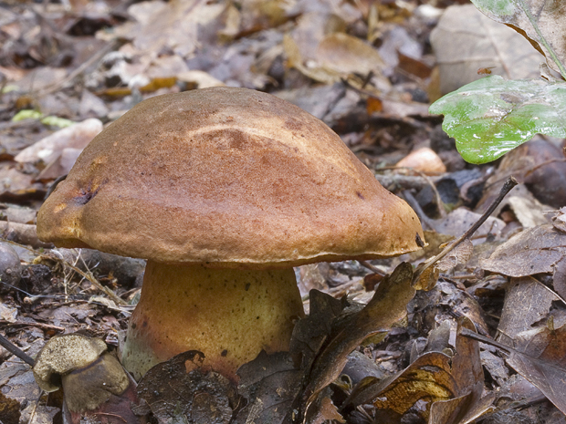 hríb zrnitohlúbikový Sutorius luridiformis (Rostk.) G. Wu & Zhu L. Yang