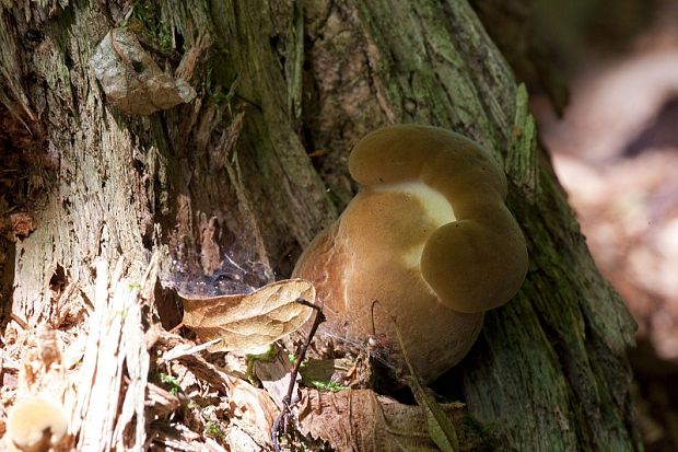 čechračka tmavohlúbiková Tapinella atrotomentosa (Batsch) Šutara