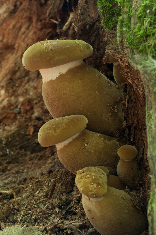 čechračka tmavohlúbiková Tapinella atrotomentosa (Batsch) Šutara