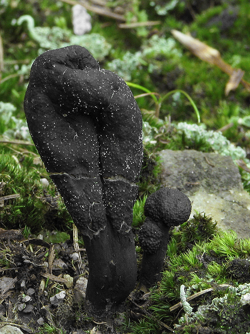 žezlovka srnková Tolypocladium ophioglossoides (J.F. Gmel.) Quandt, Kepler & Spatafora