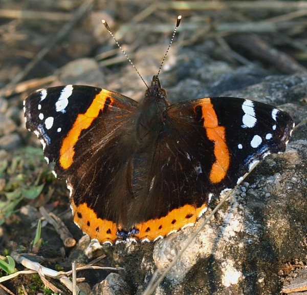 bábôčka admirálská Vanessa atalanta