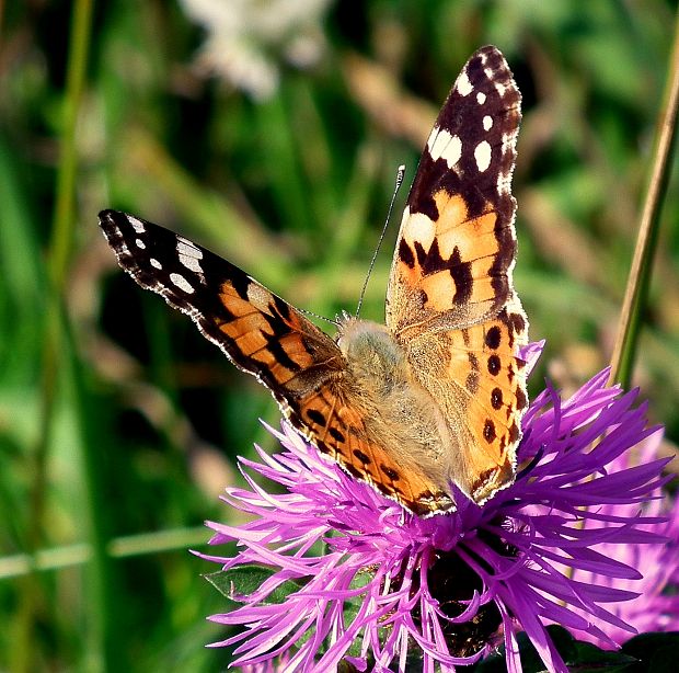 babočka bodliaková  Vanessa cardui