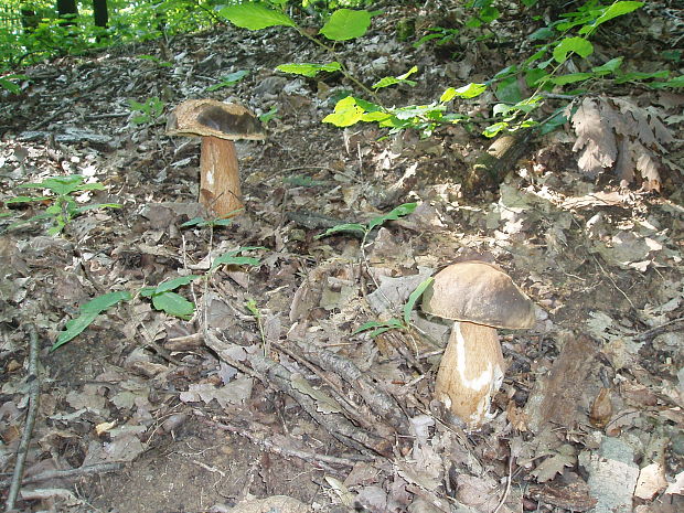 hríb bronzový Boletus aereus Bull. ex Fr.