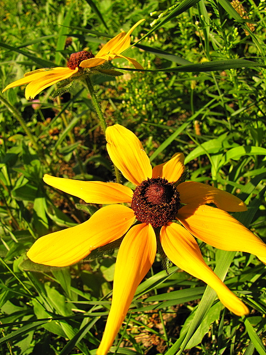 rudbekia