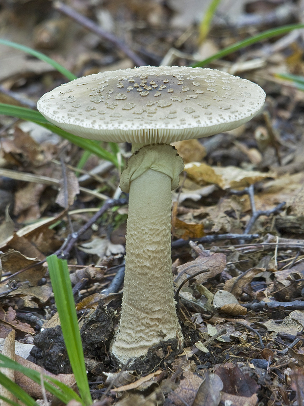 muchotrávka tigrovaná Amanita pantherina (DC.) Krombh.