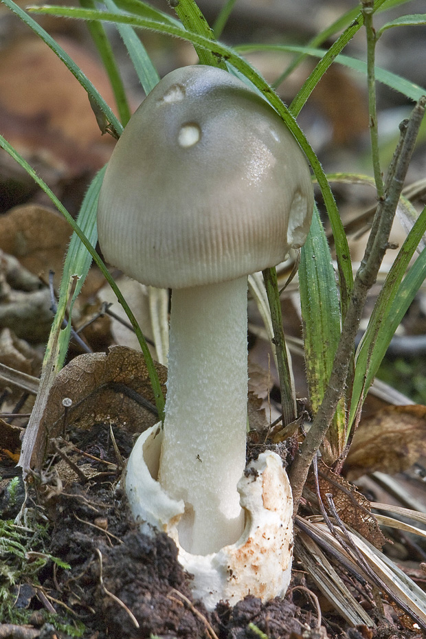 muchotrávka pošvatá Amanita vaginata (Bull.) Lam.