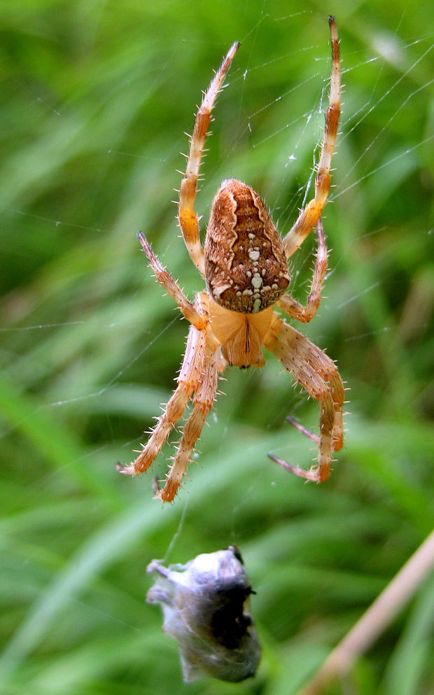 križiak obyčajný Araneus diadematus