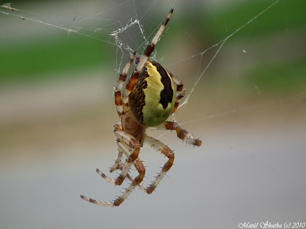 križiak dvojfarebný Araneus marmoreus