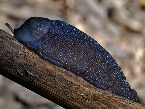 slizniak karpatský  Bielzia coerulans