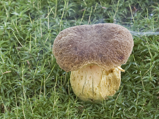 hríb jamkatý? Boletus depilatus? Redeuilh