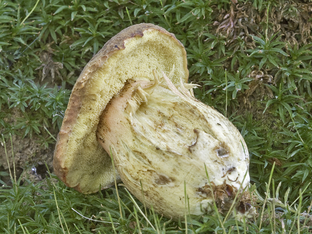 hríb jamkatý? Boletus depilatus? Redeuilh