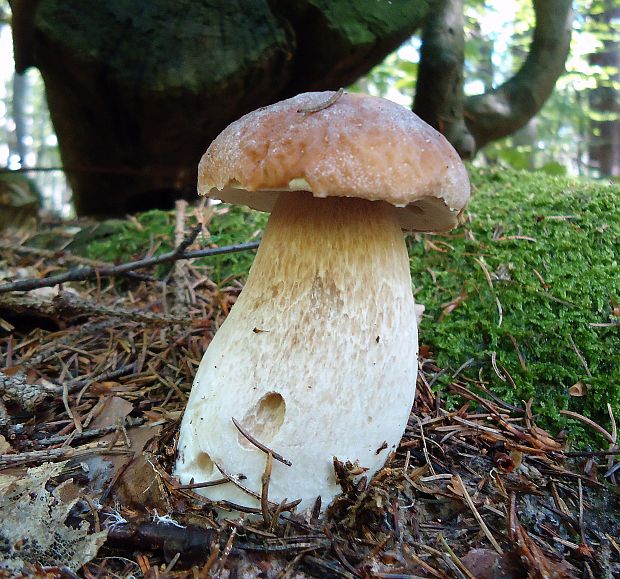 hríb smrekový Boletus edulis Bull.