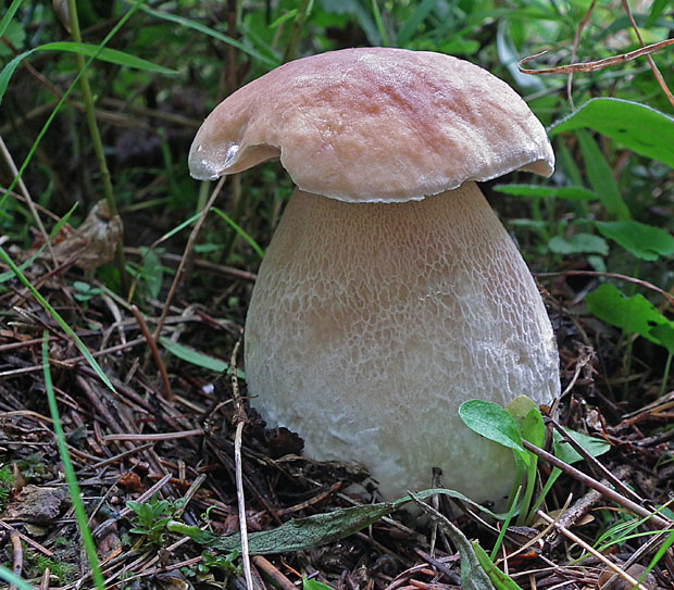 hríb smrekový Boletus edulis Bull.