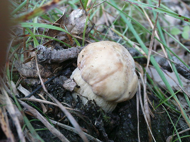 hríb dubový Boletus reticulatus Schaeff.