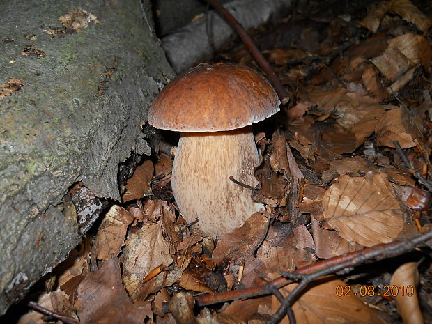 hríb dubový Boletus reticulatus Schaeff.