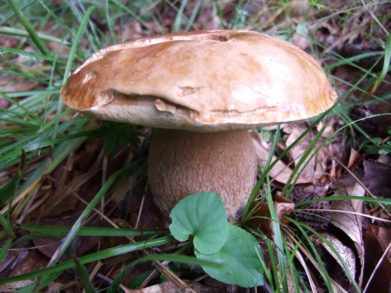 hríb dubový Boletus reticulatus Schaeff.