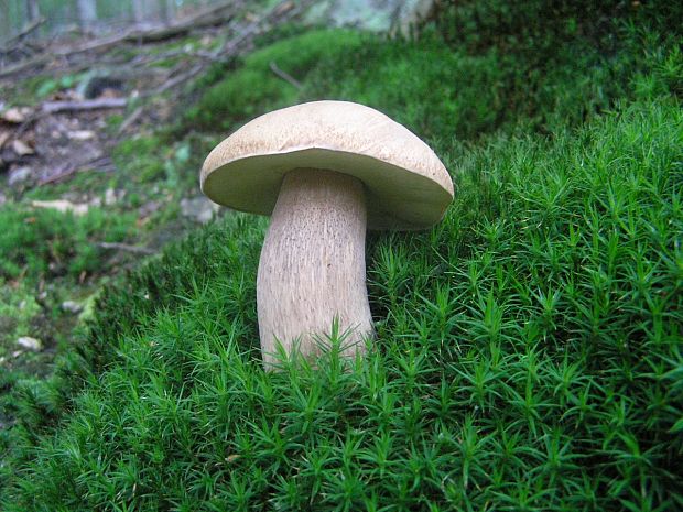 hríb dubový Boletus reticulatus Schaeff.