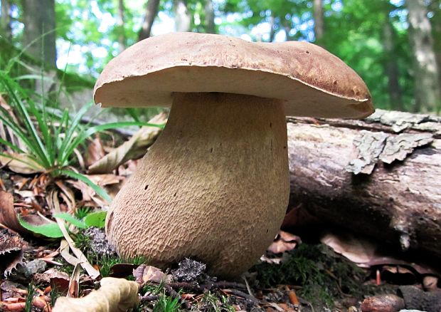 hríb dubový Boletus reticulatus Schaeff.