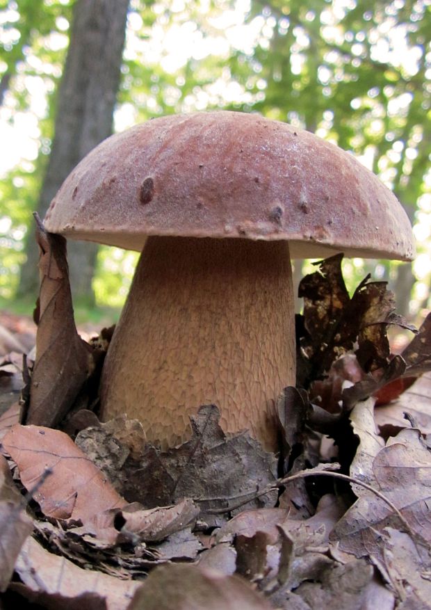 hríb dubový Boletus reticulatus Schaeff.