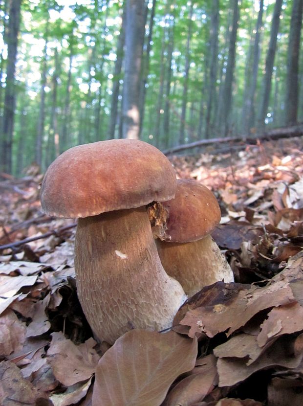 hríb dubový Boletus reticulatus Schaeff.