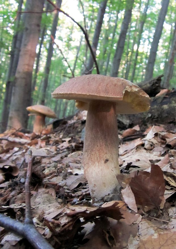 hríb dubový Boletus reticulatus Schaeff.