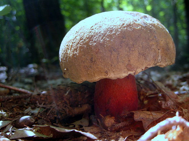 hríb Boletus sp.