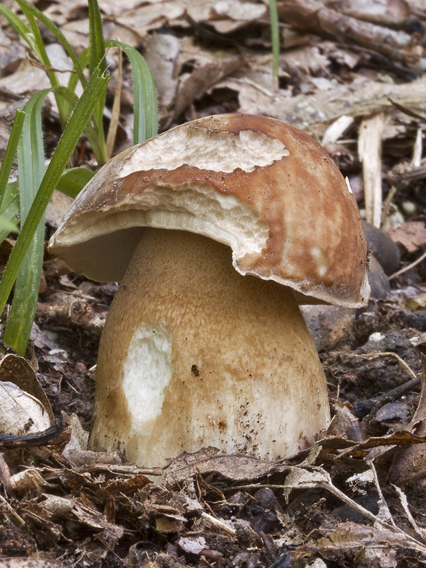 hríb Boletus sp.