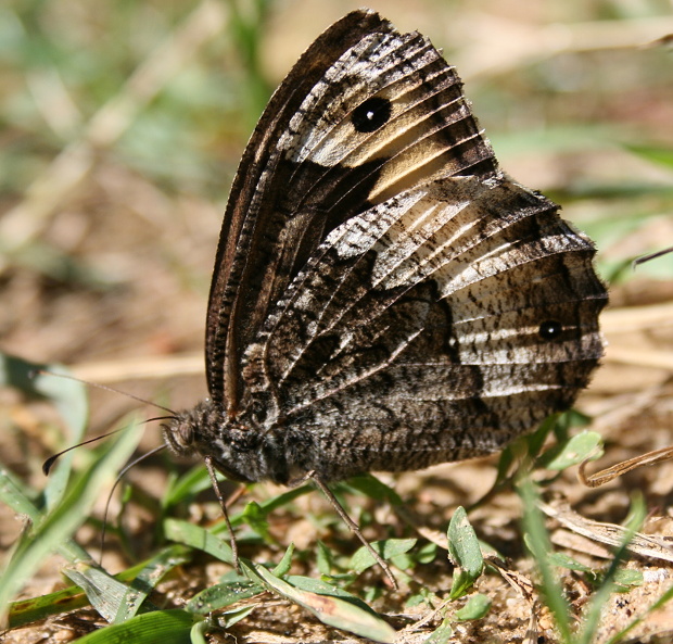 očkáń stoklasový - okáč vońavkový Brintesia circe