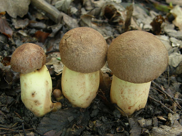 hríb príveskatý Butyriboletus appendiculatus (Schaeff. ex Fr.) Secr.