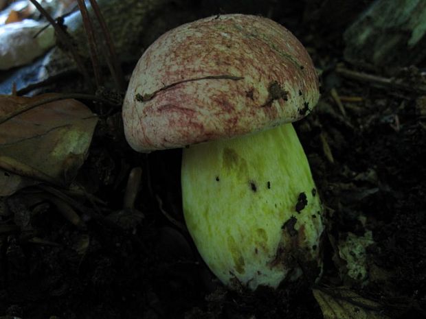 hríb kráľovský Butyriboletus regius (Krombh.) D. Arora & J.L. Frank