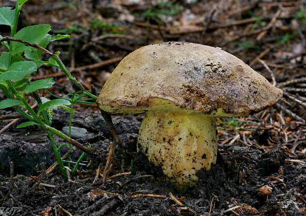 hríb horský Butyriboletus subappendiculatus (Dermek, Lazebn. & J. Veselský) D. Arora & J.L. Frank