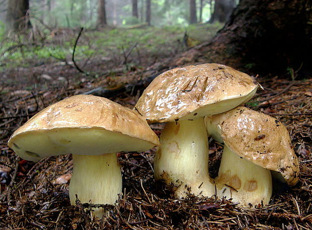 hríb horský Butyriboletus subappendiculatus (Dermek, Lazebn. & J. Veselský) D. Arora & J.L. Frank