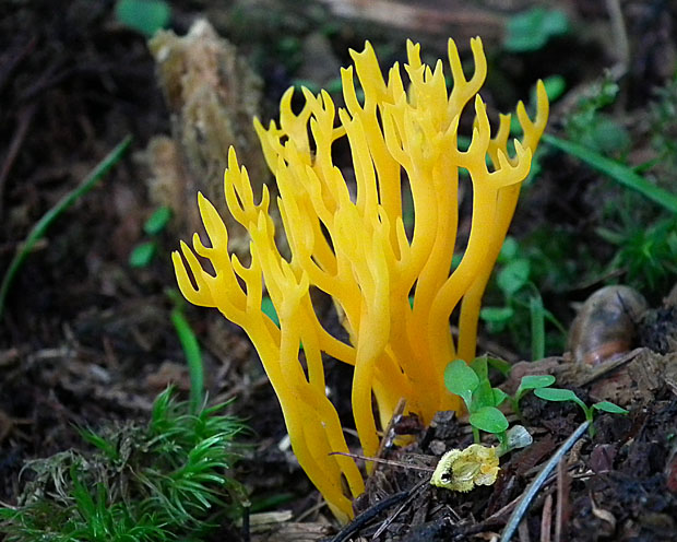 parôžkovec lepkavý Calocera viscosa (Pers.) Fr.