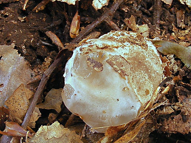 mrežovka kvetovitá Clathrus archeri (Berk.) Dring