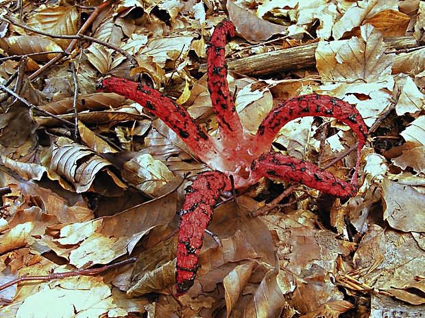 mrežovka kvetovitá Clathrus archeri (Berk.) Dring